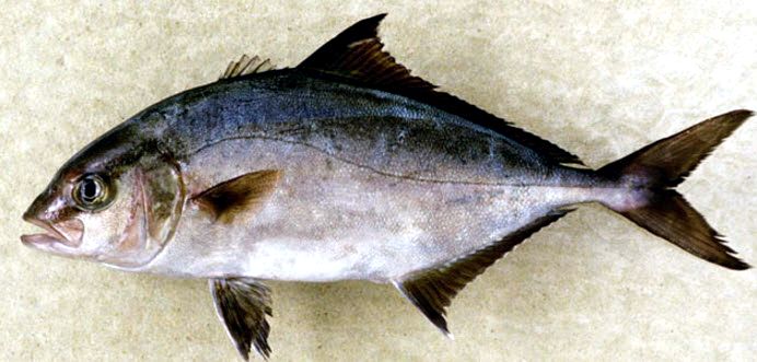 Seriola carpenteri_03